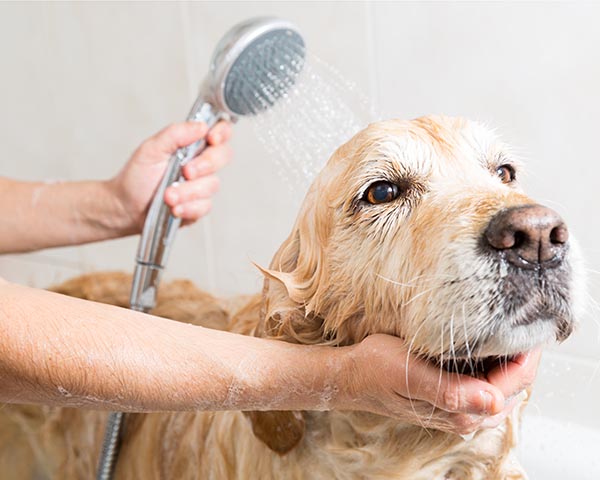 Person giving their dog a bath